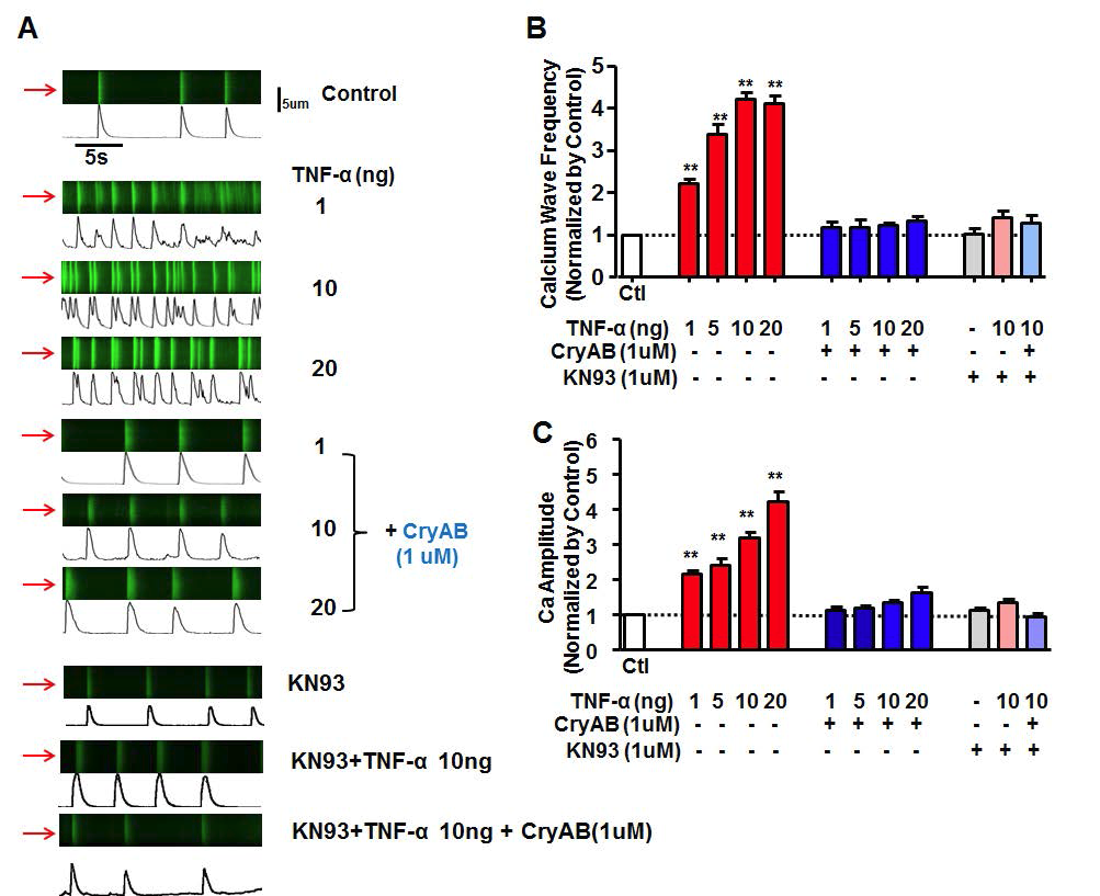 Fluo-4 Calcium Indicators를 이용한 세포 내 Ca level 변화를 측정