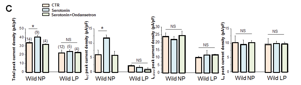 Total peak current density, Itof, Ik.slow, Iss. 세로토닌은 비임신 마우스 (wild NP)의 total potassium outward current를 증가시킴. 임신 마우스(wild LP)에서 변화 없음