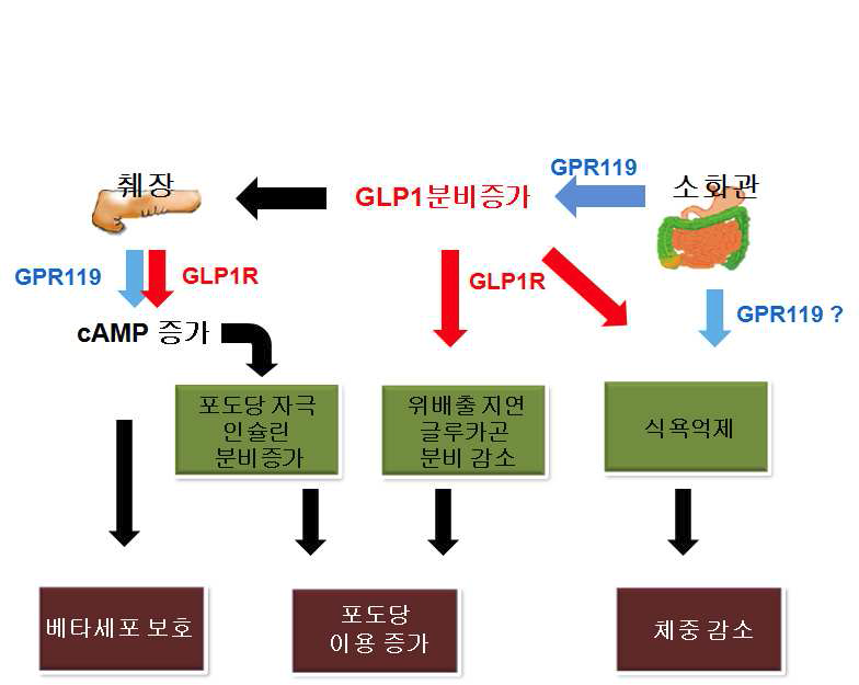 GPR119 수용체 항진의 항당뇨 기전