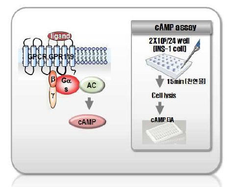 cAMP 측정 방법