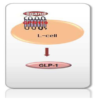GLP-1 분비기전
