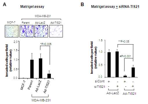 TIS21 inhibited invasiveness of MDA-MB-231 cells