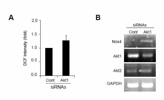 Akt1 negatively regulates ROS generation and Nox4 expression in the highly invasive breast cancer cells, MDA-MB-231.
