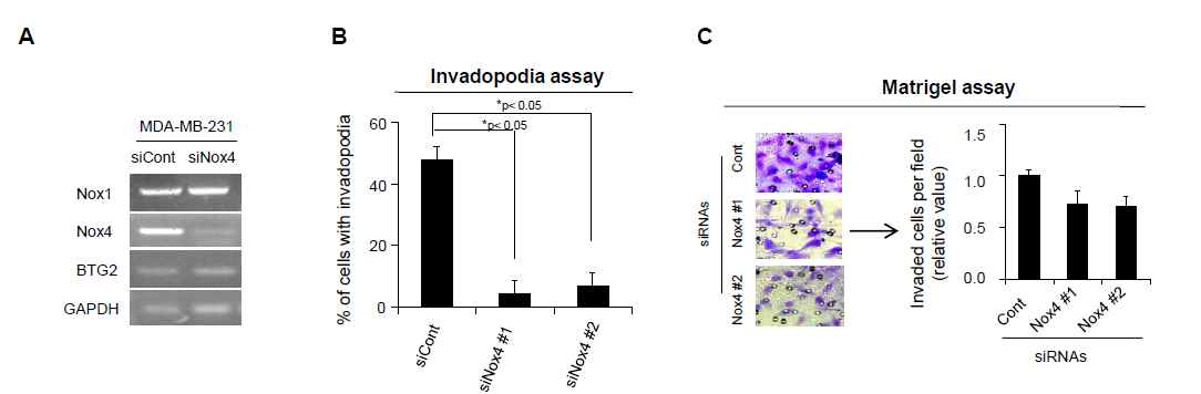 Nox4 regulates invasive behaviors of MDA-MB-231 cells