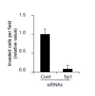 Transfection of siRNA-Sp1 inhibits invasion activity of MDA-MB-231 cells
