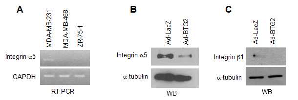 BTG2 regulate integrin expression in MDA-MB-231 cells