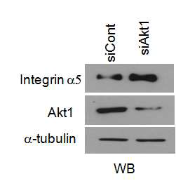 Transfection of MDA-MB-231 cells with siRNA-Akt1 enhanced integrinα5 expression