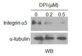 Integrin α5 expression after DPI treatment for 3hr in MDA-MB-231 cell