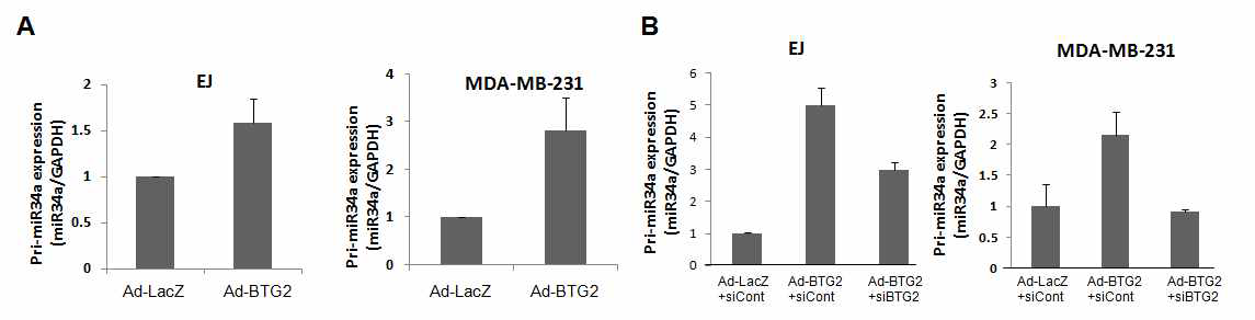 miRNA expression after Ad-BTG2 infection in EJ and MD-MB-231 cells