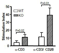 Significant induction of DNA synthesis in the TIS21-KO splenocytes after T-cell stimulation with α-CD3 or α-CD3/CD28 antibodies