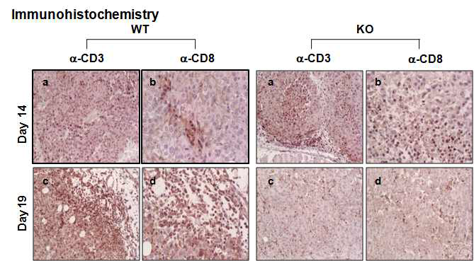 Transient infiltration of CD8+ T cells in the tumors developed in TIS21-KO mice.
