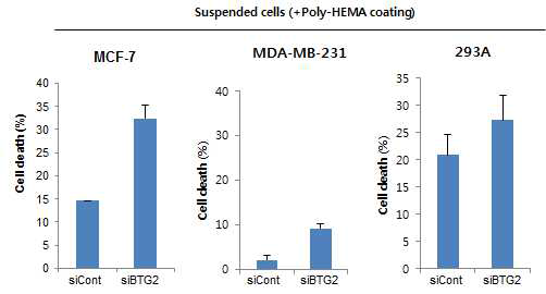 Effect of BTG2 loss on anoikis resistance in breast cancer cell with poly-HEMA coating dish