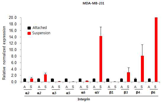 Effect of cytochalasin on anoikis resistance in MDA-MB-231 cells