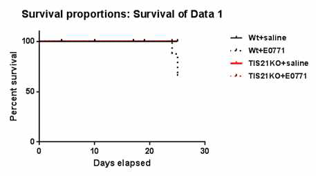 Kaplan-Meier survival curves after E0771 injection in C57BL6-TIS21KO mice