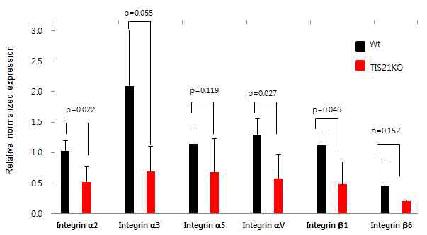 Integrin expression after E0771 injection in C57BL6 wild type and TIS21-KO mice