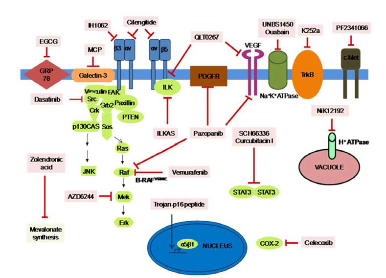 Novel anti-cancer compounds targeting anoikis regulating receptors and intracellular signal transducers