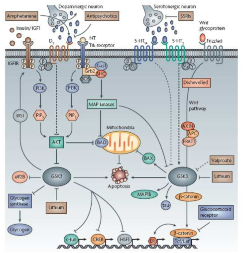 Convergence of signalling pathways on crucial ‘nodes’: implications for drug targets in psychiatry