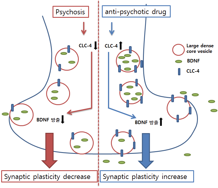 본 과제가 제시하는 CLC-4와 항정신병 약물기전에 관한 모식도