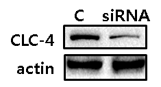 CLC-4 knockdown by trasnfection of human CLC-4 siRNA