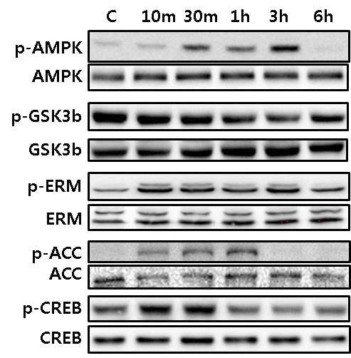 Signaling molecules are activated by clozapine treatment in U87 cells