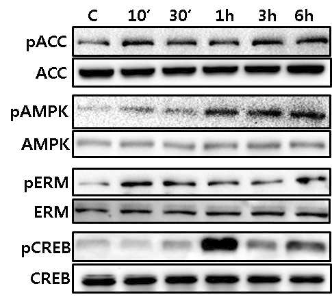 Signaling molecules are activated by clozapine treatment in primary cortical neurons