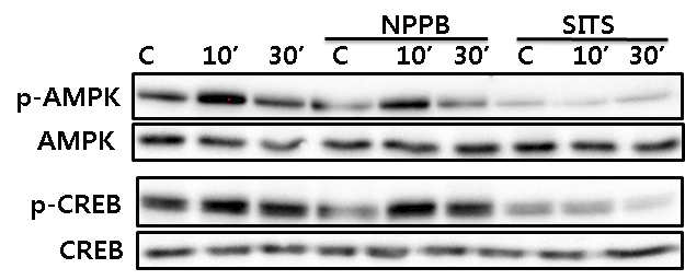 Clozapine-induced AMPK and CREB phosphorylation was completely suppressed by chloride channel blocker, SITS