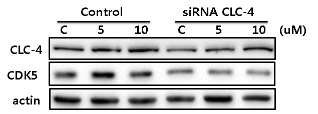 Clozapine-induced CDK5 expression was suppressed by CLC-4 siRNA treatment in U87 cells