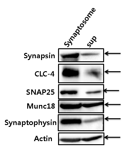 CLC-4 localization in the crude synaptosome in the rat brain