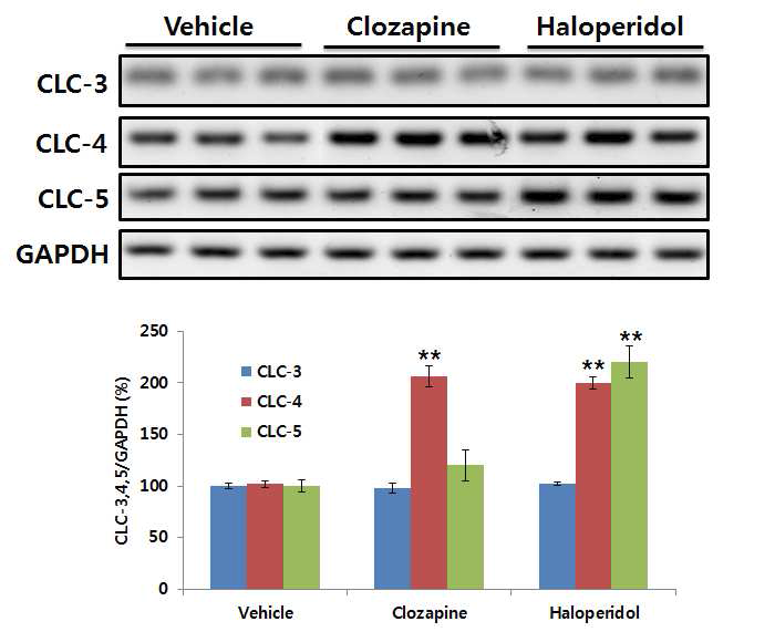 CLC-4 induction by clozapine or haloperidole treatment in vivo mouse cortex