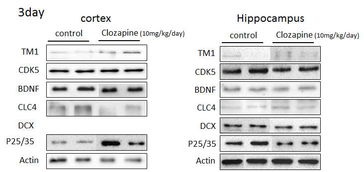 CLC-4, CDK5, and p23/35 expression at 3 days after clozapine treatment in vivo mouse brain