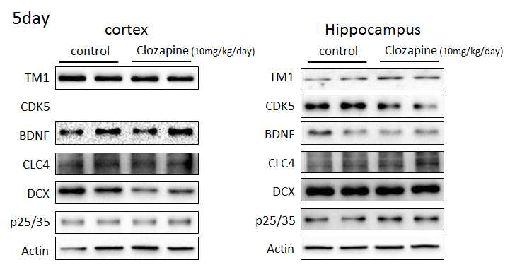 CLC-4, CDK5, and p23/35 expression at 5 days after clozapine treatment in vivo mouse brain