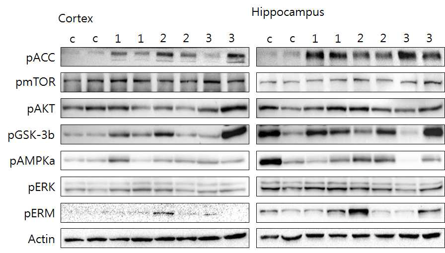 pACC, pmTOR, pGSK-3b, pAMPKa, pERK, pERM expression at 5 days after MK-801 treatment in vivo mouse brain