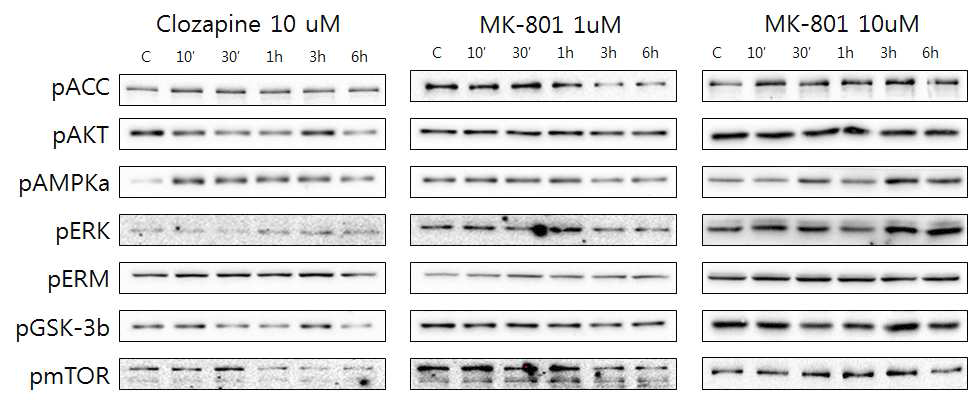 Expression of pACC, pAKT, pAMPKa, pERK, pERM, pGSK-3b, pmTOR level in U87 cells