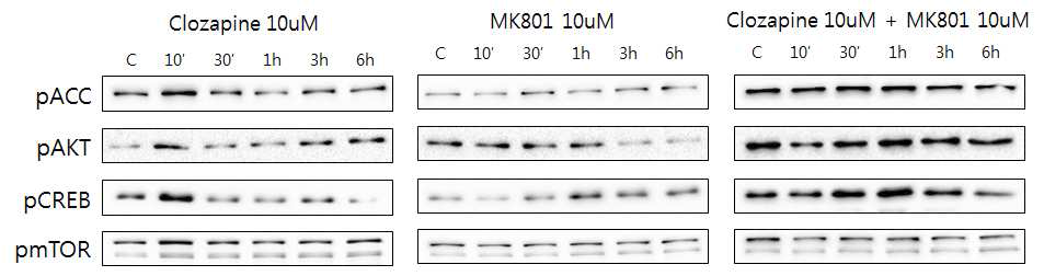 Expression of protein level in SH-SY5Y cells