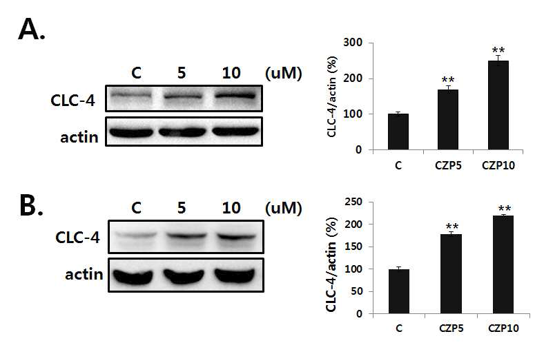 Clozapine induced CLC-4 expression in SH-SY5Y and U87 cells.