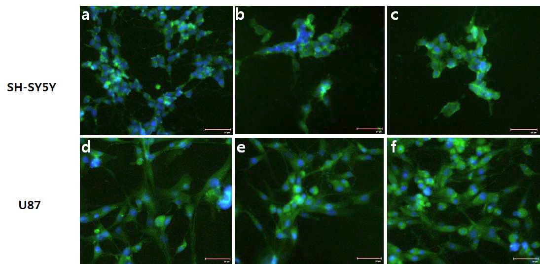 Immunostaining of CLC-4 in SH-SY5Y and U87 cells after 48 hours of clozapine treatment.