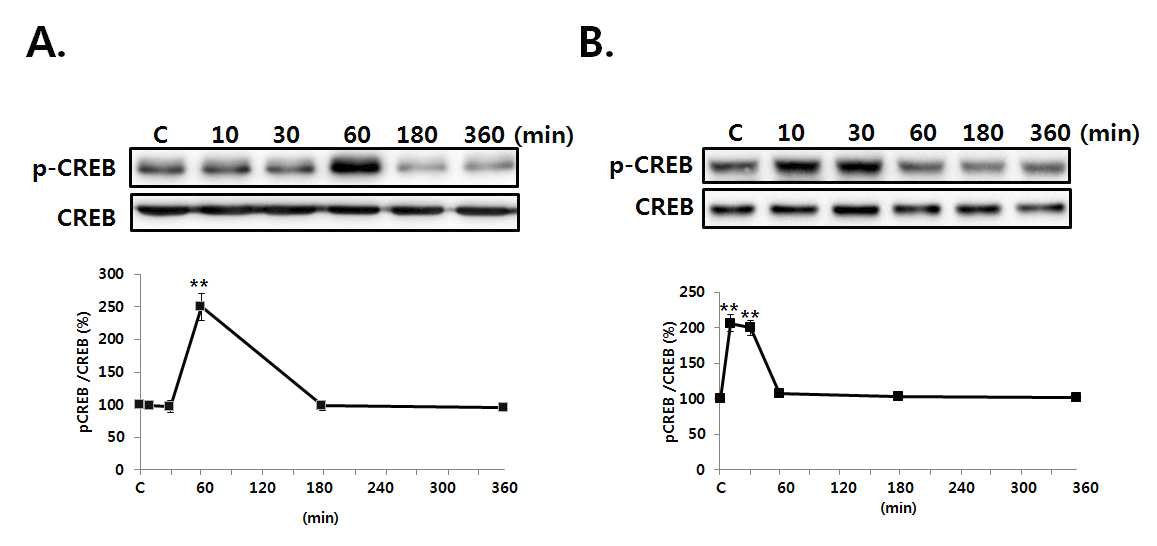 Clozapine induced CREB phosphorylation in SH-SY5Y and U87 cells.