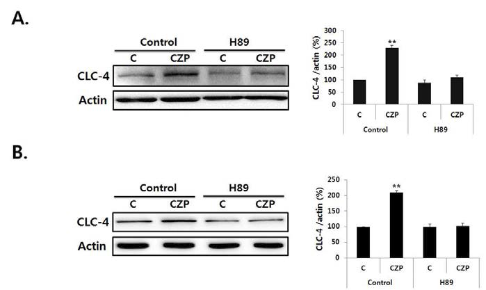 Clozapine induced CLC-4 expression was dependent on PKA/CREB activation in SH-SY5Y and U87 cells.