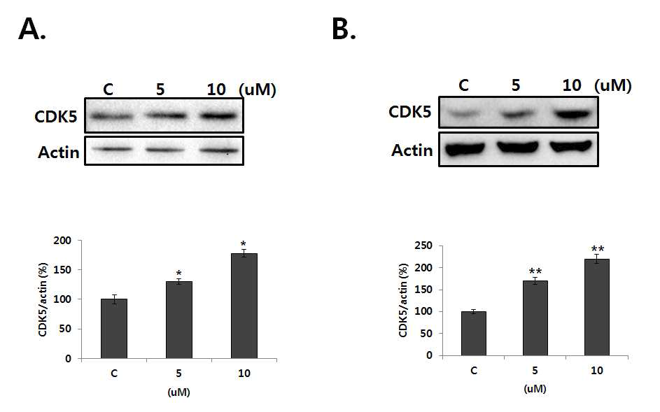 Clozapine induced CDK5 expression in SH-SY5Y and U87 cells.