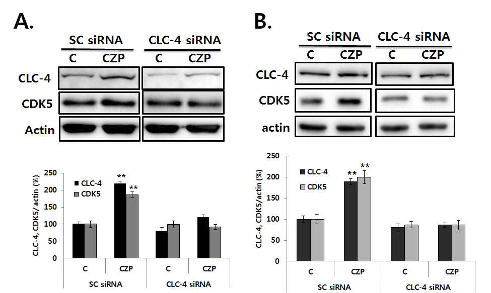 CLC-4 knock down inhibited clozapine induced CDK5 expression in SH-SY5Y and U87 cells