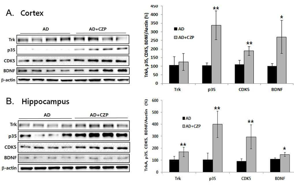 Administration of clozapine induced p35/CDK-5 and BDNF expression in the brain lysates of APP/PS1 AD mice