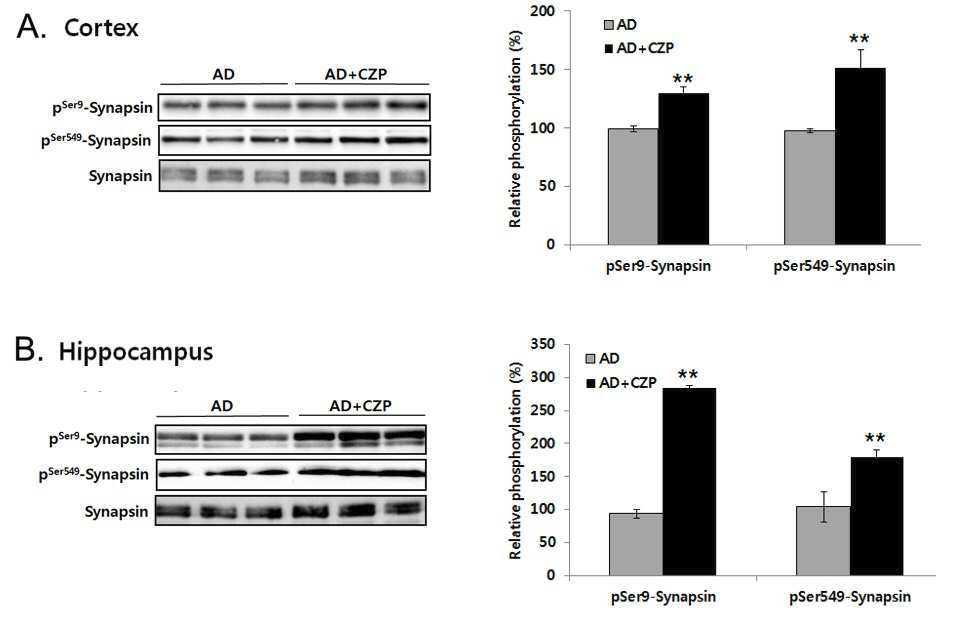 Administration of clozapine phosphorylated synapsin in the brain lysates of APP/PS1 AD mice