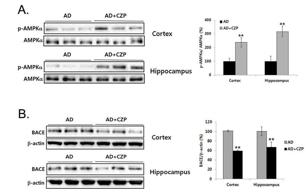 Administration of clozapine phosphorylated AMPK and down-regulated BACE expression in the brain lysates of APP/PS1 AD mice