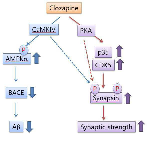 Model mechanism of clozapine in APP/PS1 AD mice