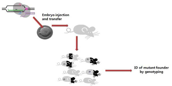 Experimental Scheme of production of KO mice