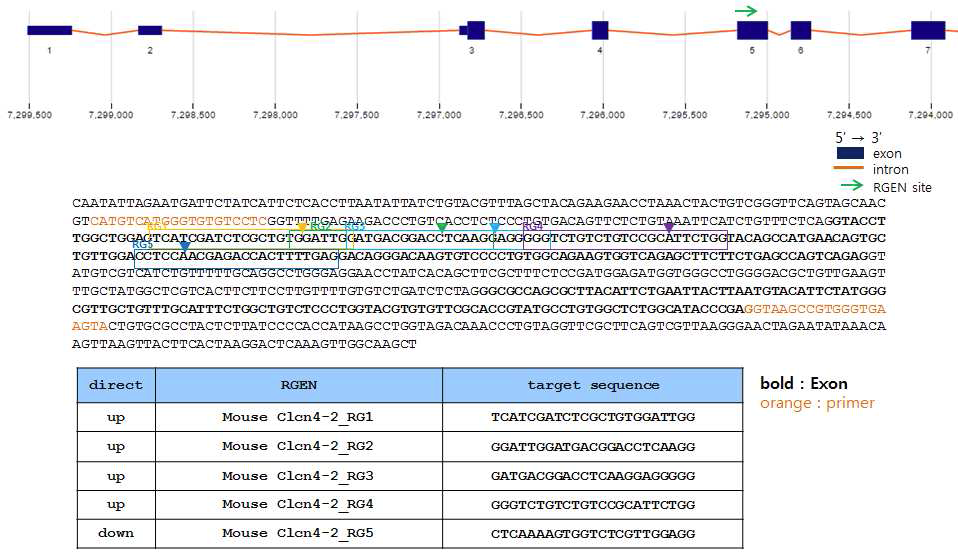 Mouse CLC4 target sequence