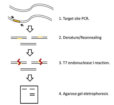 ID of Mutant mouse (F0, tail genomic DNA) by a T7E1 assay