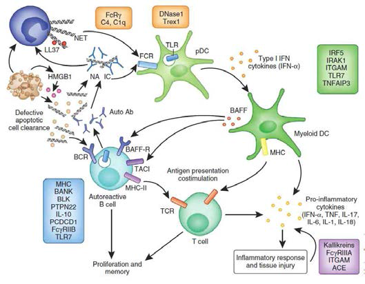 1) Nucleic acid 제거 기전 결함에 의해 생성된 NA-IC의 pDC (pDC) 활성화 (orange)1)활성, 2) pDC가 분비하는 type1 IFN에 의한 선천성 면역계의 활성화 (green), 3) 비정상적으로 활성화된 선천면역세포에서 분비된 염증성 사이토카인 및 BAFF에 의한 획득면역세포의 과도한 활성화 (blue)