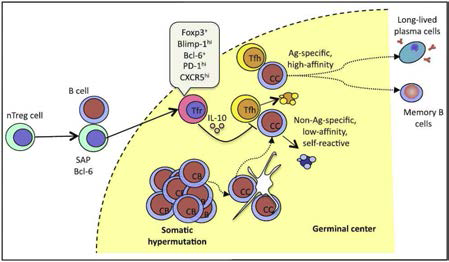 Follicular regulatory T cells in Germinal Center Tolerance