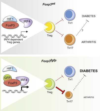 Interaction of N-terminal domain of the native foxp3 protein and mutant foxp3 (foxp3fgfp).